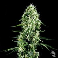 Super Silver Haze Feminized