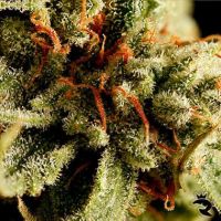 Sweet Deep Grapefruit Feminized