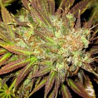 Train Wreck Feminized