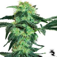 White Ice Feminized