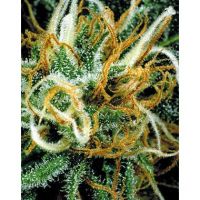 White Pearl Feminized