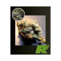 White Skunk Feminized