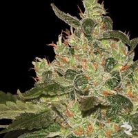 World of Samen Afghan Kush