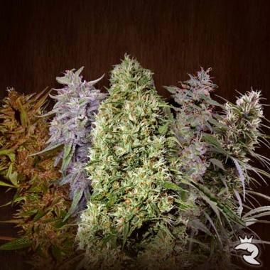 Feminisierte Mischung von Ace Seeds