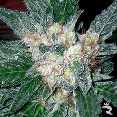 Barneys Farm Violator Kush