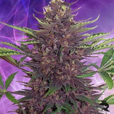 Purple Kush von Buddha Seeds