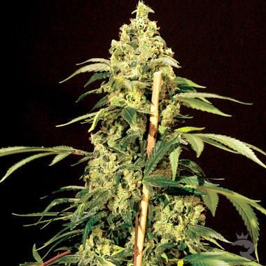 Bulldog Seeds Jack Herer Feminisiert