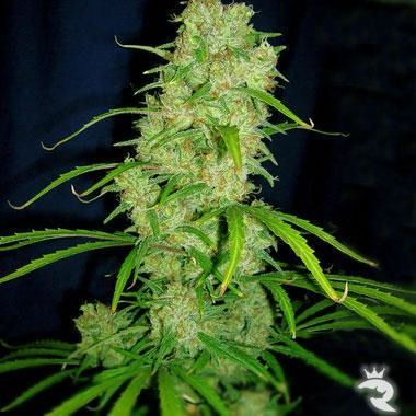 Cannabiogen Seeds Destroyer