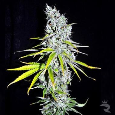 CBD Skunk Haze Feminisiert