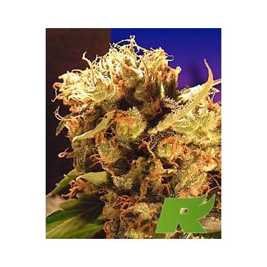 Ceres Seeds Orange Bud Feminisiert