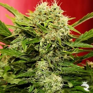 Chronic Ryder Autoflowering Feminisierte Samen