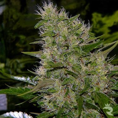 Critical Mass Seeds