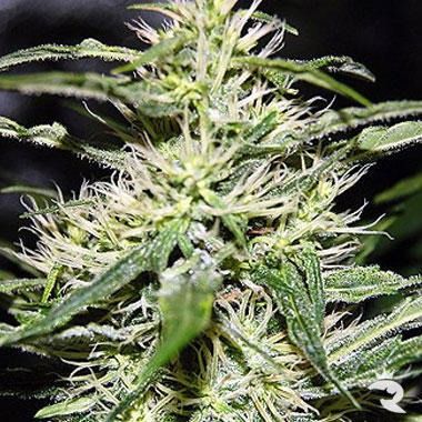 Dutch Quality Seeds Jack Herer Feminisiert