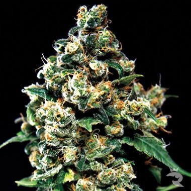 Jack Herer von Green House Seeds