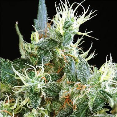 Northern Lights Auto von Green House Seeds