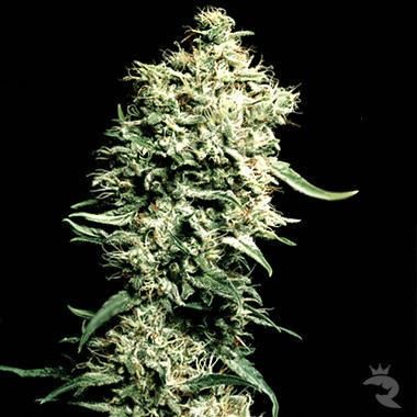 Green House Seeds White Rhino feminisiert