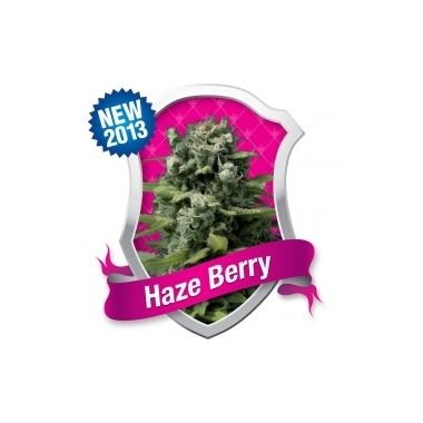 Haze Beere