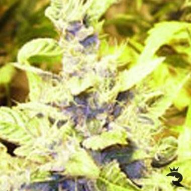 Himalaya Blue Diesel feminisiert