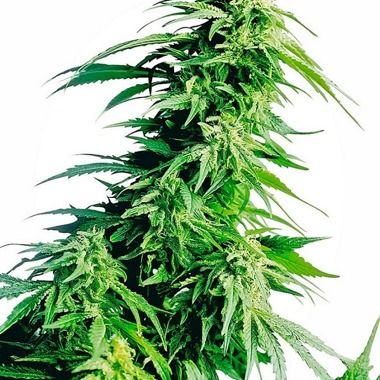 Hindu Kush feminisiert