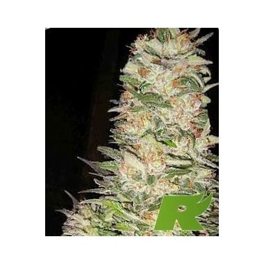 Strawberry Diesel von Holy Smoke Seeds