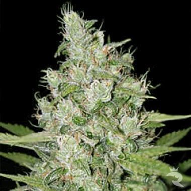 Eigenanbau FantaSeeds Early Girl Regular