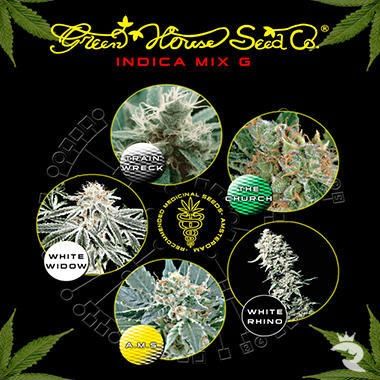 Indica G Mischung