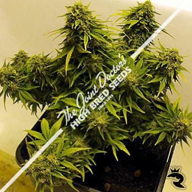 Lowryder Mix Autoflowering Feminisierte Samen