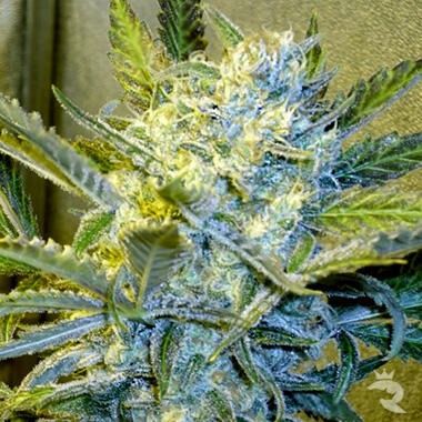 Nirvana Seeds Blue Mystic Feminisiert