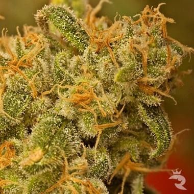 Kaya Gold feminisiert von Nirvana Seeds