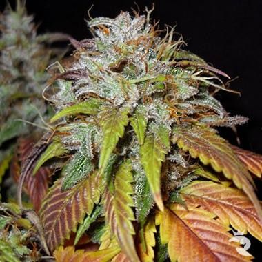 Nirvana Seeds Swiss Cheese Feminisiert