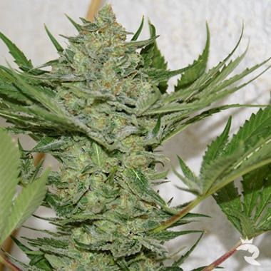 Resin Seeds Critical Haze Feminisiert