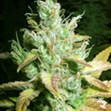 Romulanischer Diesel