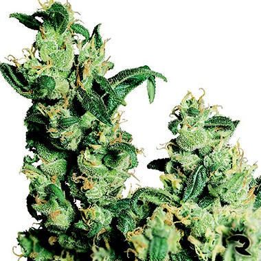 Sensi Seeds Jack Herer