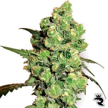 Sensi Seeds Super Skunk Feminisiert