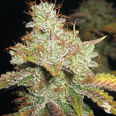 Spliff Seeds Master Kush Regulär