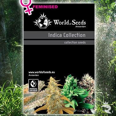 World of Seeds Landrace Indica-Kollektion