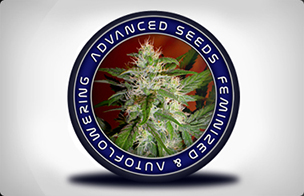 Advanced Seeds Feminized