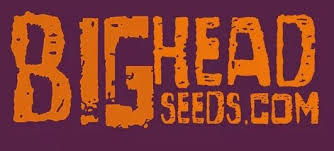 Big Head Seeds Autoflowering