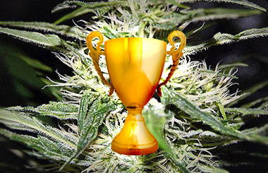 Gewinner des Cannabis Cup