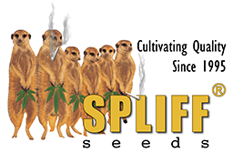 Spliff Seeds